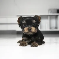 Teacup Mango, a male Yorkshire Terrier for sale in Los Angeles, CA – 7 of 7