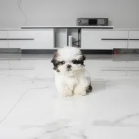 Teacup Charlie, a male Shih Tzu for sale in Los Angeles, CA – 4 of 5