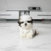 Teacup Charlie, a male Shih Tzu for sale in Los Angeles, CA – 5 of 5