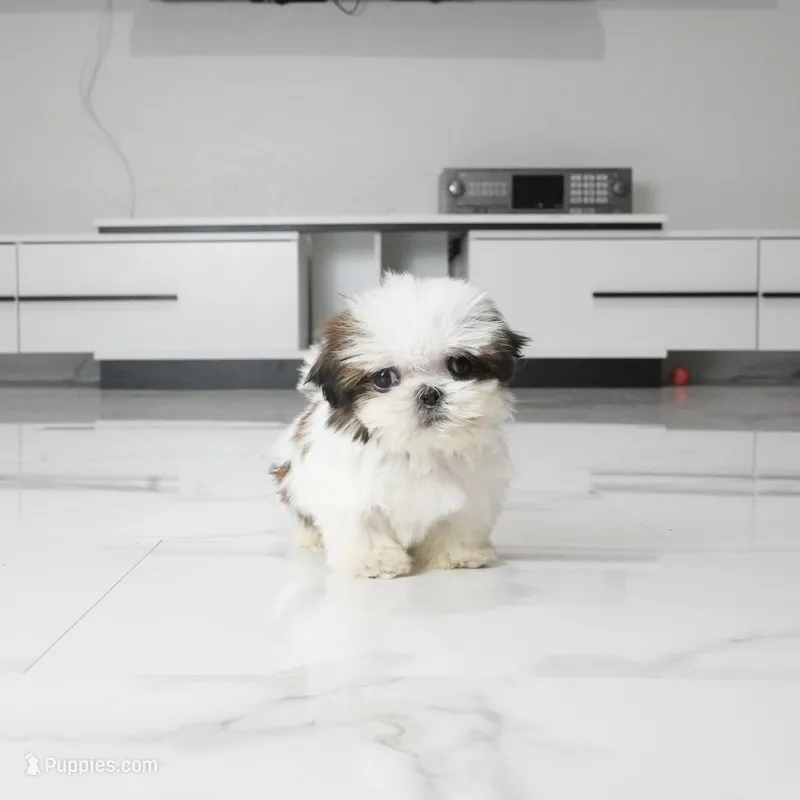 Teacup Charlie – Shih Tzu puppy for sale in Los Angeles, CA