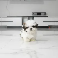 Teacup Charlie, a male Shih Tzu for sale in Los Angeles, CA – 1 of 5