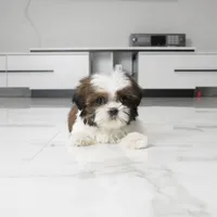 Teacup Chloe, a female Shih Tzu for sale in Los Angeles, CA – 5 of 5