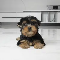 Bella, a female Yorkshire Terrier for sale in Los Angeles, CA – 3 of 3
