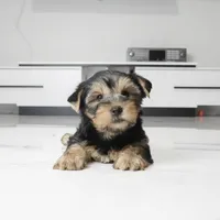 Ace, a male Yorkshire Terrier for sale in Los Angeles, CA – 4 of 5