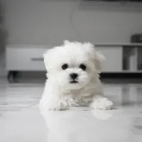 Mochi, a male Maltese for sale in Los Angeles, CA – 4 of 4
