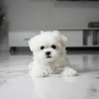 Mochi, a male Maltese for sale in Los Angeles, CA – 3 of 4