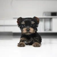Teacup Mango, a male Yorkshire Terrier for sale in Los Angeles, CA – 4 of 7