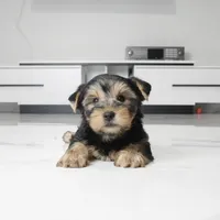 Ace, a male Yorkshire Terrier for sale in Los Angeles, CA – 3 of 5