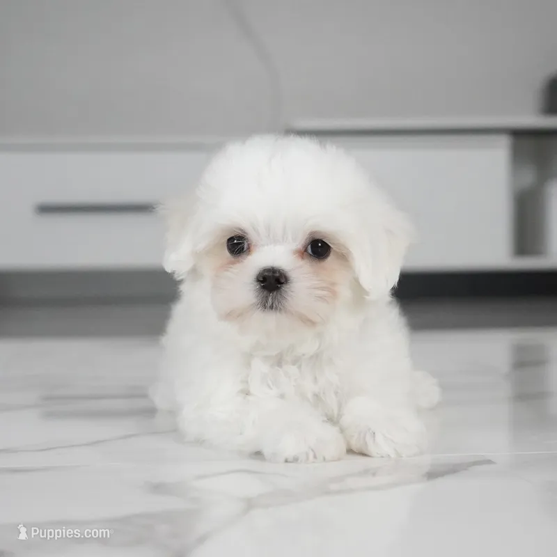 Cody – Maltese puppy for sale in Los Angeles, CA