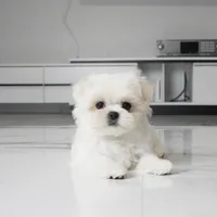 Tulip, a female Maltese for sale in Los Angeles, CA – 1 of 5