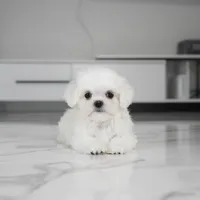 Callie, a female Maltese for sale in Los Angeles, CA – 4 of 4