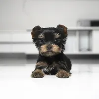 Teacup Mango, a male Yorkshire Terrier for sale in Los Angeles, CA – 2 of 7