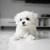 Milo, a male Maltese for sale in Los Angeles, CA – 2 of 3