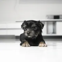 Maddie, a male Yorkshire Terrier for sale in Los Angeles, CA – 2 of 3