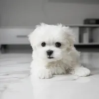 Marley, a male Maltese for sale in Los Angeles, CA – 3 of 4