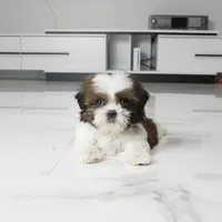 Teacup Chloe, a female Shih Tzu for sale in Los Angeles, CA – 4 of 5
