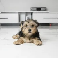 Archie, a male Yorkshire Terrier for sale in Los Angeles, CA – 4 of 5