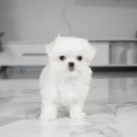 Luna, a female Maltese for sale in Los Angeles, CA – Photo 4 of 4