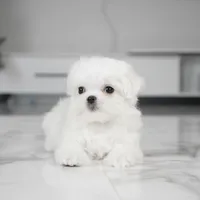 Luna, a female Maltese for sale in Los Angeles, CA – Photo 2 of 4