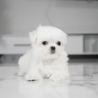 Luna, a female Maltese for sale in Los Angeles, CA – Photo 3 of 4