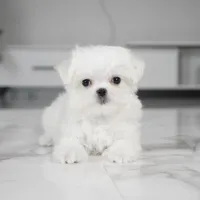 Luna, a female Maltese for sale in Los Angeles, CA – Photo 1 of 4