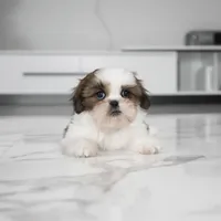 Myka, a female Shih Tzu for sale in Los Angeles, CA – Photo 2 of 2