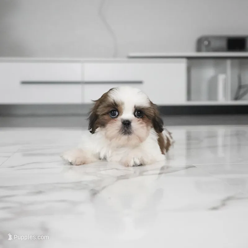 Myka – Shih Tzu puppy for sale in Los Angeles, CA