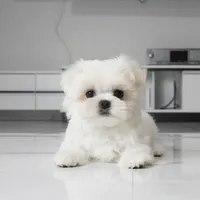 Tulip, a female Maltese for sale in Los Angeles, CA – 2 of 5