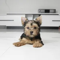 Abby, a female Yorkshire Terrier for sale in Los Angeles, CA – 2 of 5