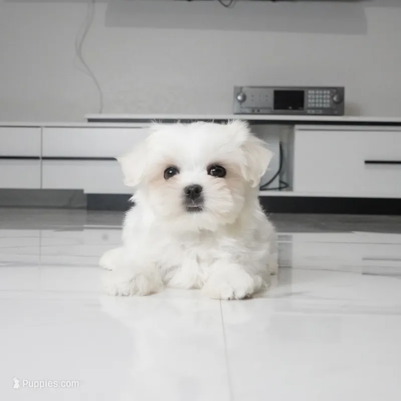Tilly – Maltese puppy for sale in Los Angeles, CA