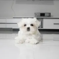 Tilly, a female Maltese for sale in Los Angeles, CA – 1 of 5