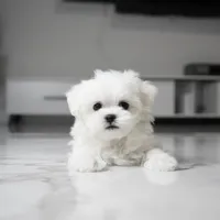 Mochi, a male Maltese for sale in Los Angeles, CA – 1 of 4