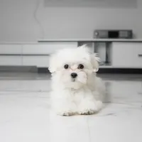 Bailey, a male Maltese for sale in Los Angeles, CA – 2 of 4