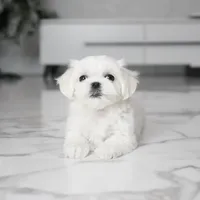 processed/563b2a11-bd50-4a22-bce4-609f65077e01/listing/5e509591-eea5-40d4-9073-a44b18f1414e/63b29b85-2655-4bf6-81c6-cc76e11ad232