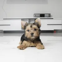 Abby, a female Yorkshire Terrier for sale in Los Angeles, CA – 4 of 5