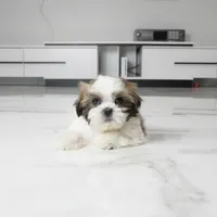 Chewy, a male Shih Tzu for sale in Los Angeles, CA – 4 of 5