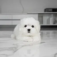 Cody, a male Maltese for sale in Los Angeles, CA – Photo 3 of 6