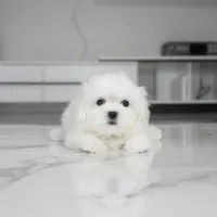 Cody, a male Maltese for sale in Los Angeles, CA – Photo 4 of 6