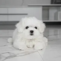 Cody, a male Maltese for sale in Los Angeles, CA – Photo 2 of 6