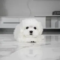 Cody, a male Maltese for sale in Los Angeles, CA – Photo 6 of 6