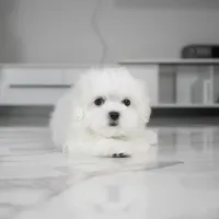 Cody, a male Maltese for sale in Los Angeles, CA – Photo 5 of 6