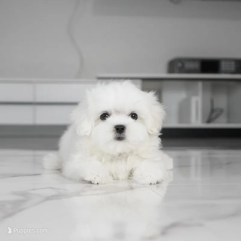 Cody – Maltese puppy for sale in Los Angeles, CA