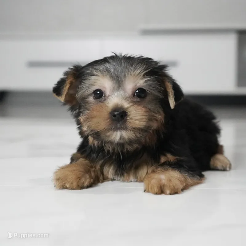 Lucky – Yorkshire Terrier puppy for sale in Los Angeles, CA