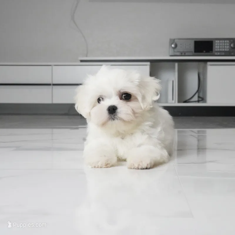 Max – Maltese puppy for sale in Los Angeles, CA