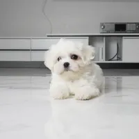 Max, a male Maltese for sale in Los Angeles, CA – 1 of 4