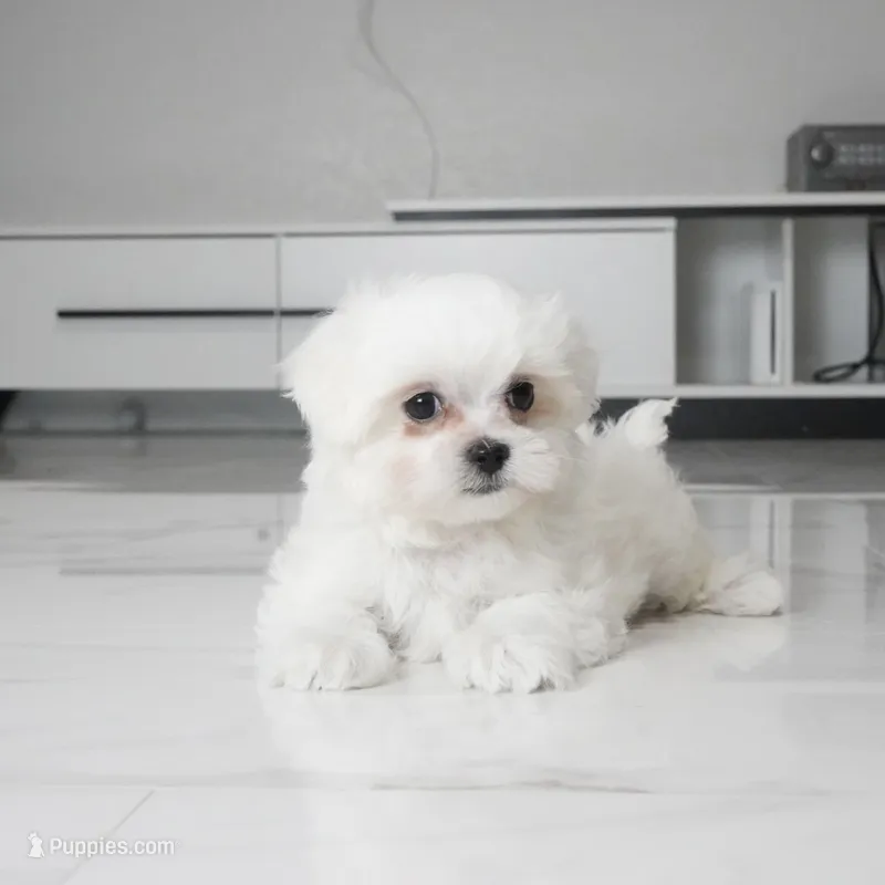 Teddy – Maltese puppy for sale in Los Angeles, CA