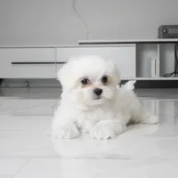 Teddy, a male Maltese for sale in Los Angeles, CA – 1 of 3