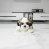 Chewy, a male Shih Tzu for sale in Los Angeles, CA – 5 of 5