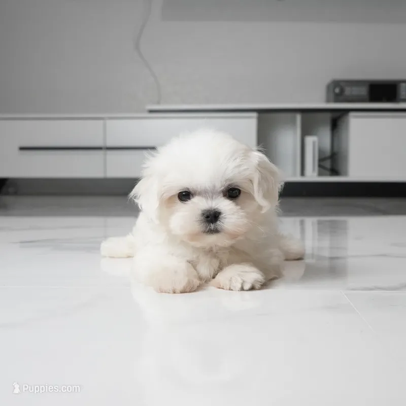 Teacup Mochi – Maltese puppy for sale in Los Angeles, CA