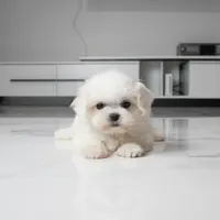 Teacup Mochi, a female Maltese for sale in Los Angeles, CA – 1 of 5
